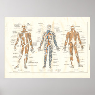 Vintage Grafik der französischen Muskelanatomie in Poster