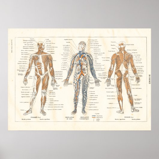Vintage Grafik der französischen Muskelanatomie in Poster (Vorne)