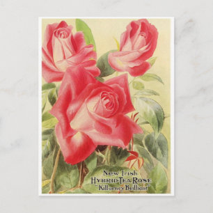 Vintage grafische Postkarte