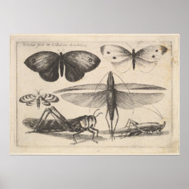 Vintage Grasshopper Entomologie Insektendruckerei  Poster