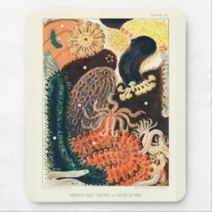 Vintage Great Barrier Reef Trepang oder Bêche-de-M Mousepad
