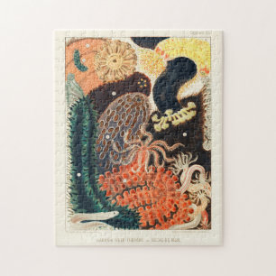 Vintage Great Barrier Reef Trepang oder Bêche-de-M Puzzle