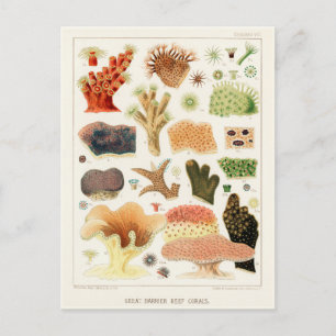 Vintage Great Barrier Reef von Australien Korallen Postkarte
