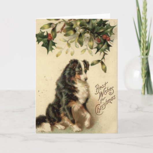 Vintage Grenzcollie-Weihnachtskarte Feiertagskarte (Vorderseite)