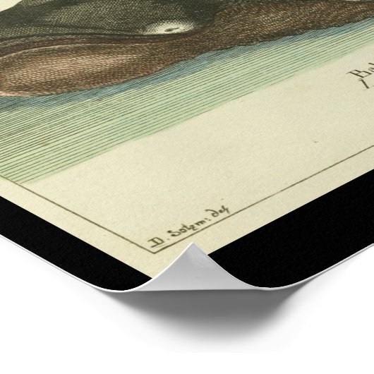 Vintage Grönlandwal-Printwerbung Poster (Ecke)