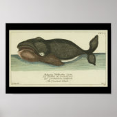 Vintage Grönlandwal-Printwerbung Poster (Vorne)