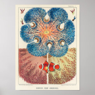 Vintage-Große-Barriere-Riff-Anemonen Carol Fish Poster