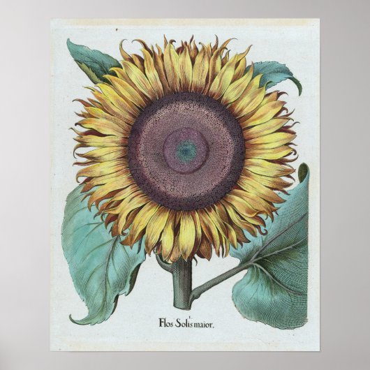 Vintage große Sonnenblume (Flos Solis Maior) Poster (Vorne)