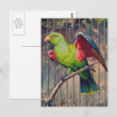 Vintage-Grün-Papageien-Druck Postkarte (Vorne/Hinten)