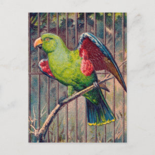 Vintage-Grün-Papageien-Druck Postkarte