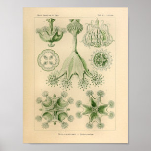 Vintage grüne Farbe Ernst Haeckel Druck Poster