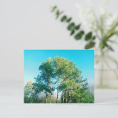 Vintage grüne Kiefern Postkarte (Stehend Vorderseite)