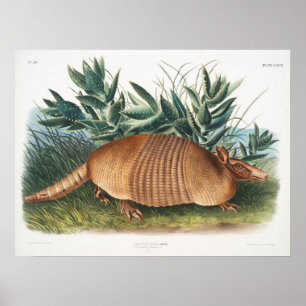 Vintage-Gürteltier-Illustration Poster