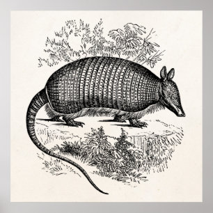 Vintage-Gürteltier Retro-Gürteltiere Illustration Poster