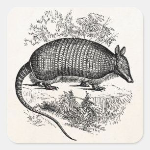 Vintage-Gürteltier Retro-Gürteltiere Illustration Quadratischer Aufkleber