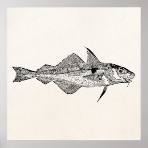 Vintage Haddock Fish - Aquatic Fishes Template Poster