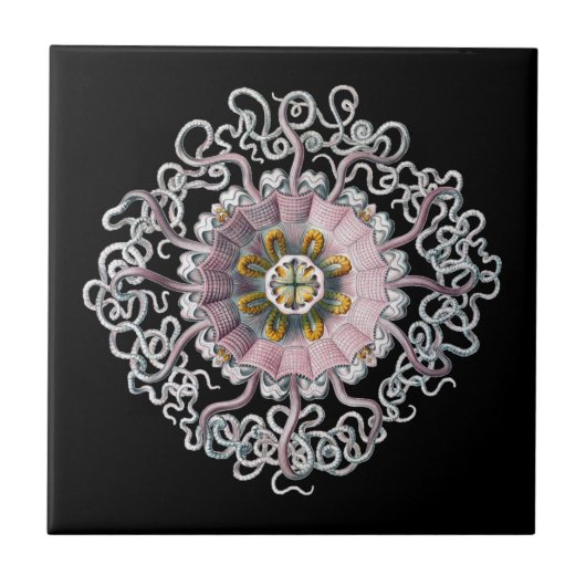 Vintage Haeckel Fliese (Vorderseite)