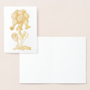 Vintage Haeckel Folienkarte