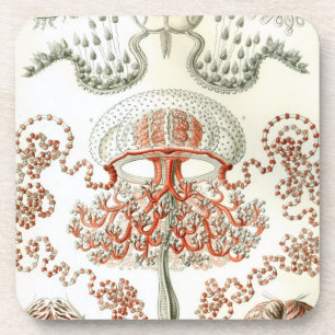 Vintage Haeckel Getränkeuntersetzer