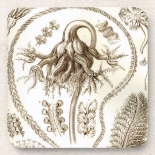 Vintage Haeckel Getränkeuntersetzer