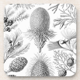 Vintage Haeckel Getränkeuntersetzer