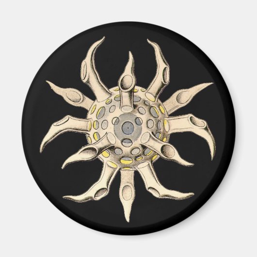 Vintage Haeckel Magnet (Vorne)