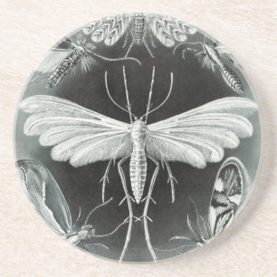 Vintage-Haeckel-Motte Untersetzer