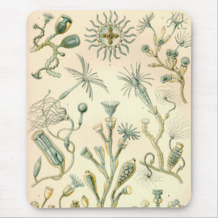 Vintage Haeckel Mousepad