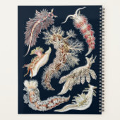 Vintage Haeckel Nudibranch Meereskunst Planer (Rückseite)