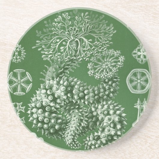 Vintage Haeckel Sandstein Untersetzer (Vorne)