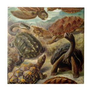Vintage Haeckel Schildkröten Fliese