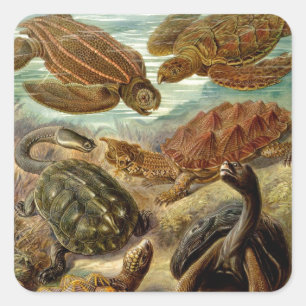 Vintage Haeckel Schildkröten Quadratischer Aufkleber