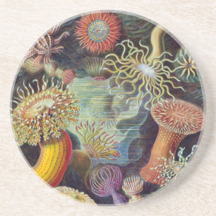 Vintage Haeckel Seeanemone Getränkeuntersetzer