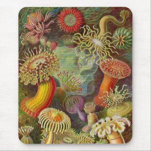 Vintage Haeckel Seeanemone Mousepad
