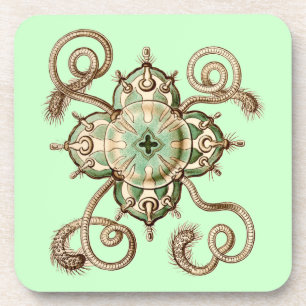 Vintage Haeckel Untersetzer