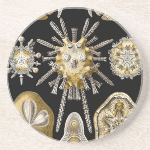 Vintage Haeckel Untersetzer