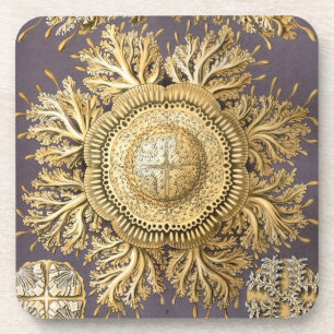 Vintage Haeckel Untersetzer