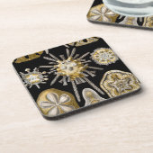 Vintage Haeckel Untersetzer (Linke Seite)