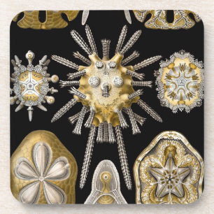 Vintage Haeckel Untersetzer