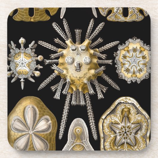 Vintage Haeckel Untersetzer (Vorderseite)