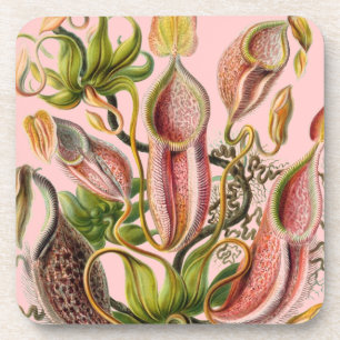 Vintage Haeckel Untersetzer
