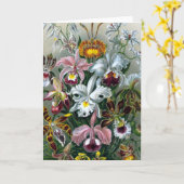 Vintage Haekel botanische Karte (Gelbe Blume)