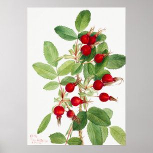 Vintage-Hagebutten-Illustration Poster