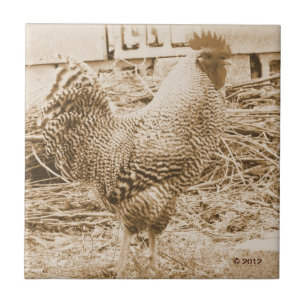 Vintage Hahn-Fotografie Fliese