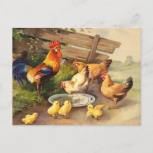 Vintage Hahn Hühner und Küken Landpostkarte Postkarte