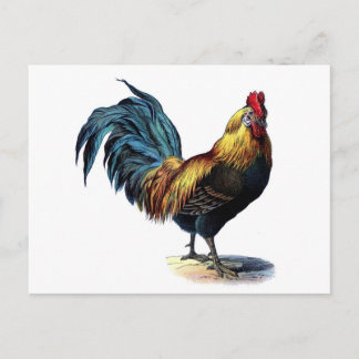 Vintage Hahn Postkarte