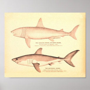Vintage-Hai-Illustrationen Poster