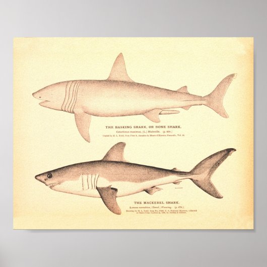 Vintage Haidarstellungen Poster (Vorne)