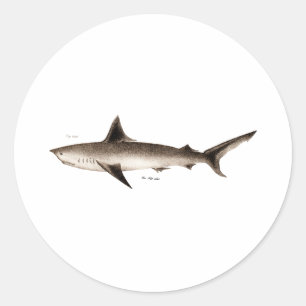 Vintage Haifisch-Illustration - Retro Runder Aufkleber