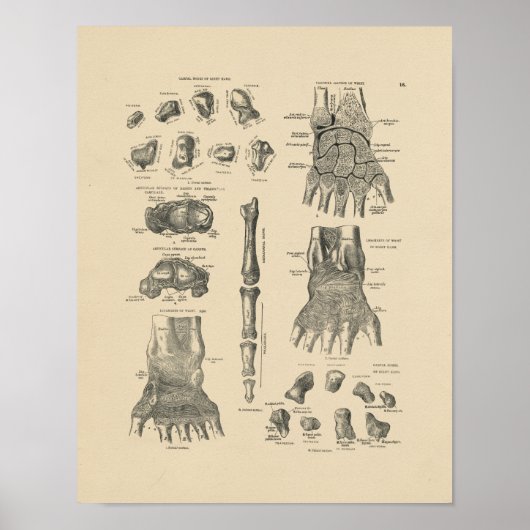 Vintage Hand Anatomie 1880 Druck Poster (Vorne)